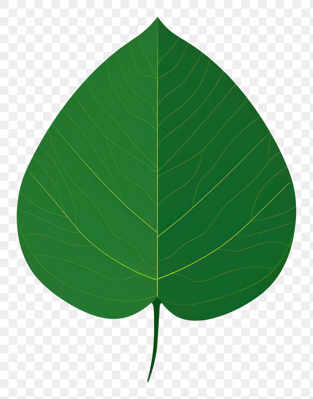 PNG Nature plant leaf green.