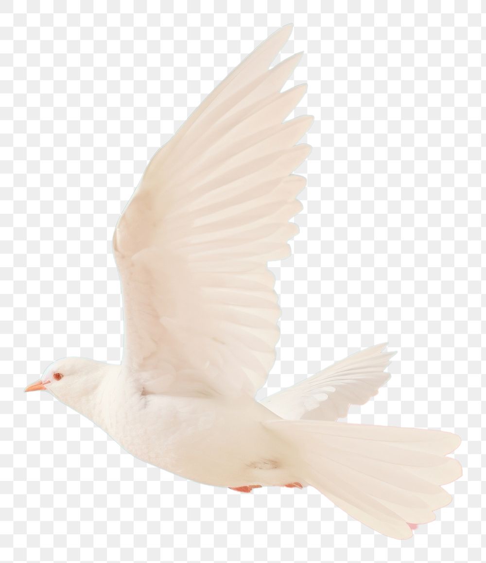 PNG Dove fly animal bird wildlife.