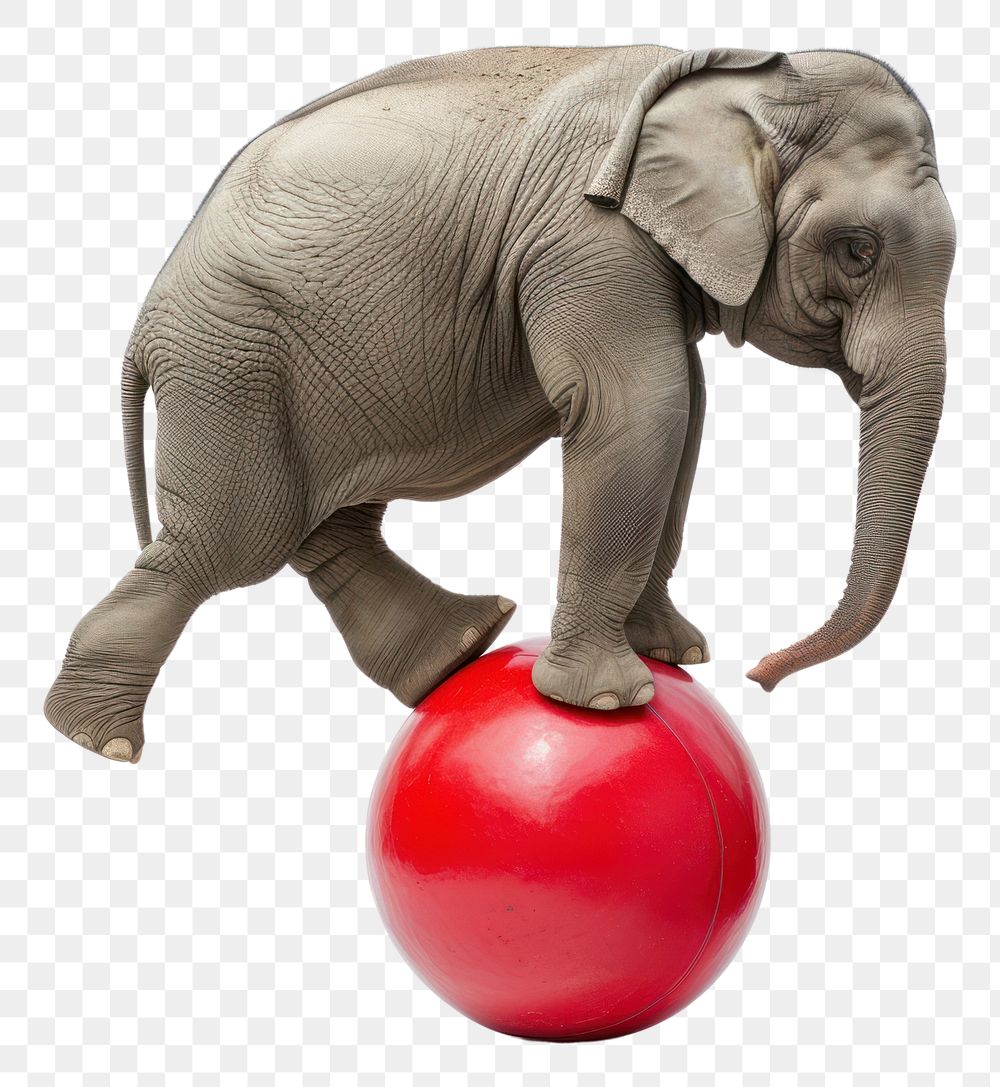 PNG African elephant balancing mammal animal sphere.