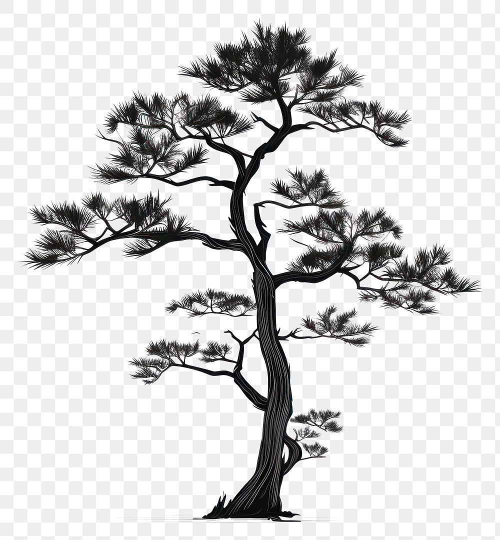 PNG Pine tree silhouette drawing sketch plant.