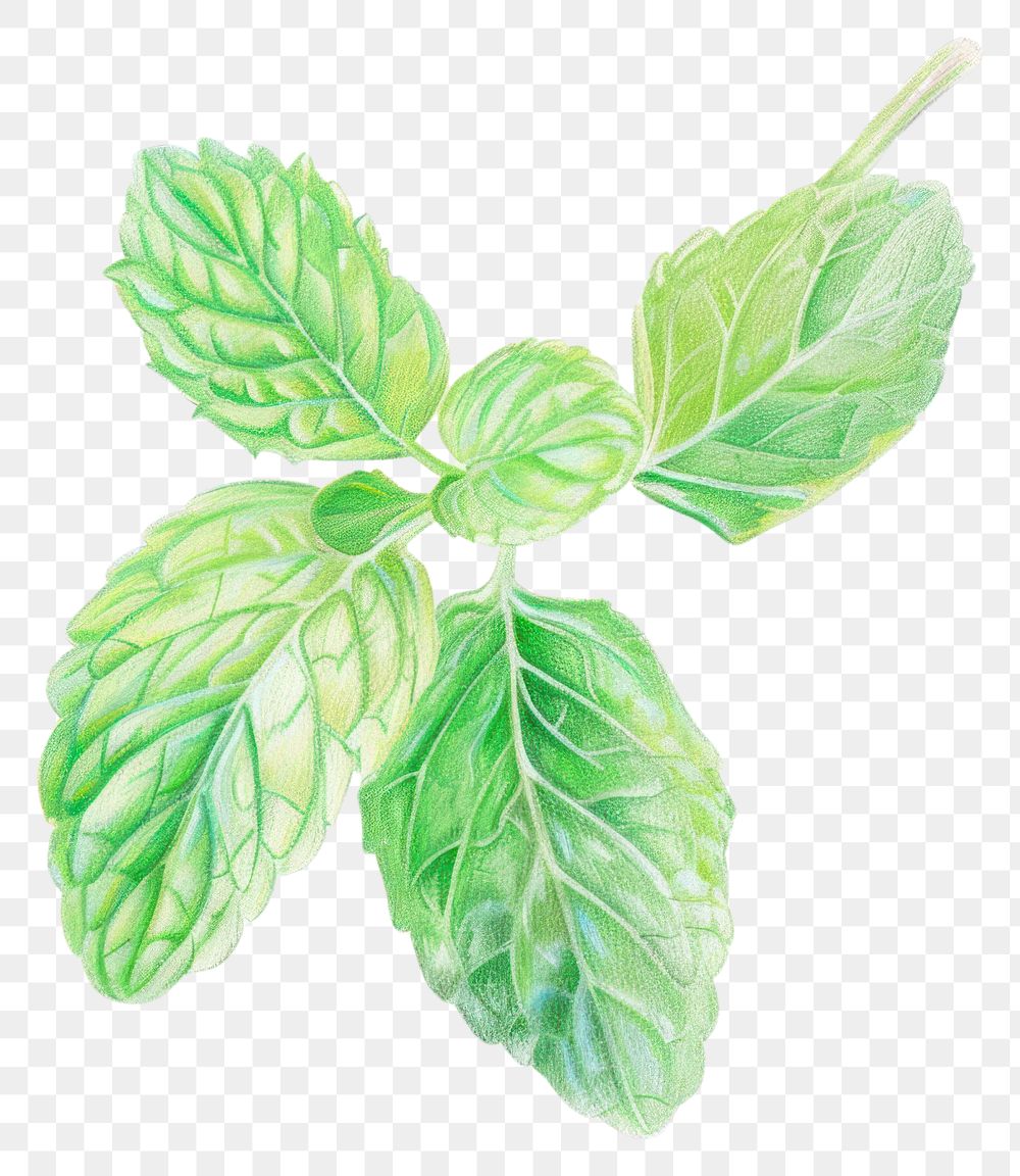 PNG Leaf plant herbs mint.