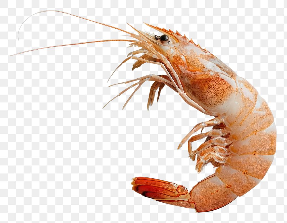 PNG Shrimp lobster seafood animal.