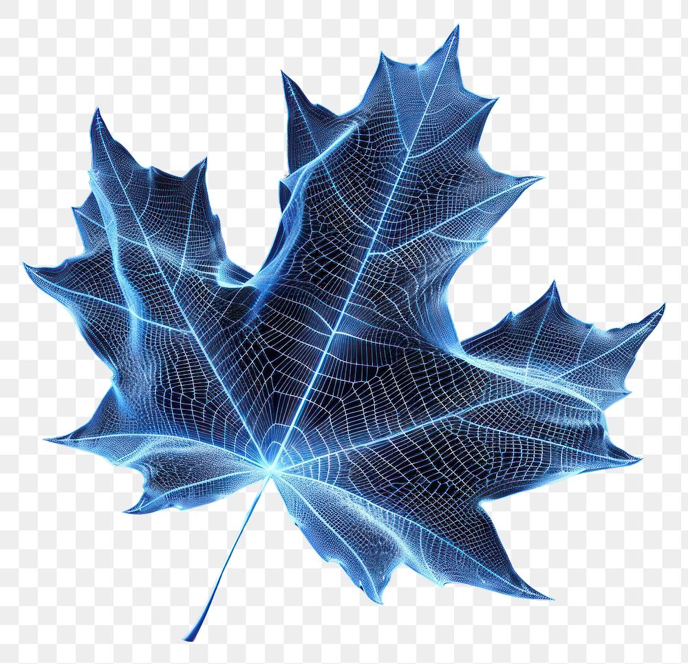 PNG  Glowing wireframe of an autumn leaf pattern plant blue.
