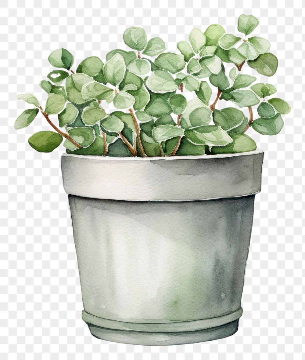 PNG Background flower pot plant leaf houseplant.