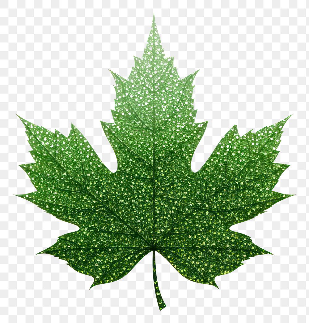 PNG Maple plant leaf tree.