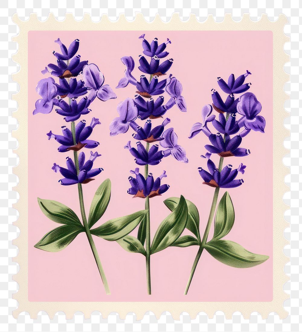 PNG  Lavender flower Risograph style lavender letter purple.