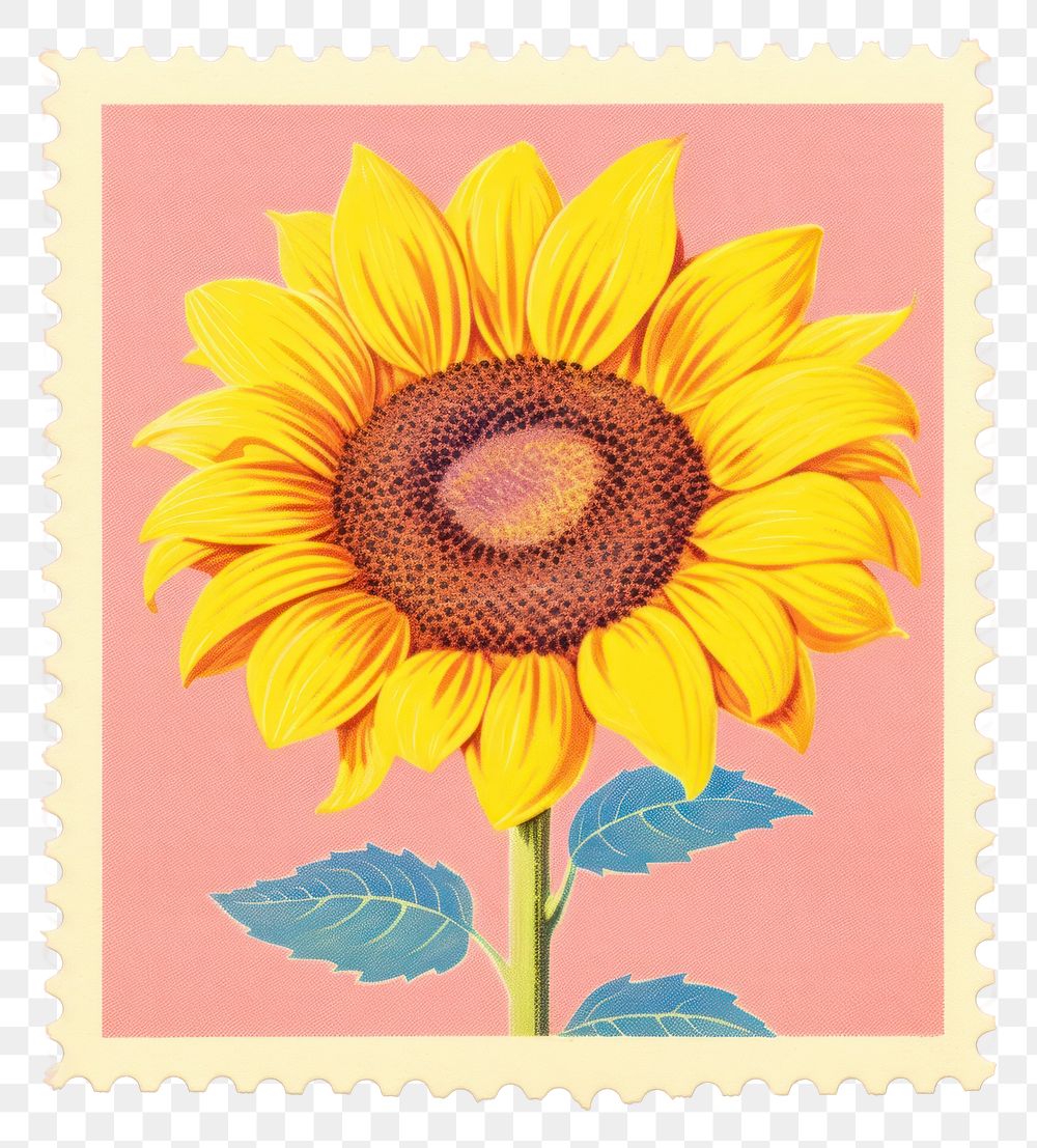 PNG  Sunflower Risograph style plant inflorescence postage stamp.