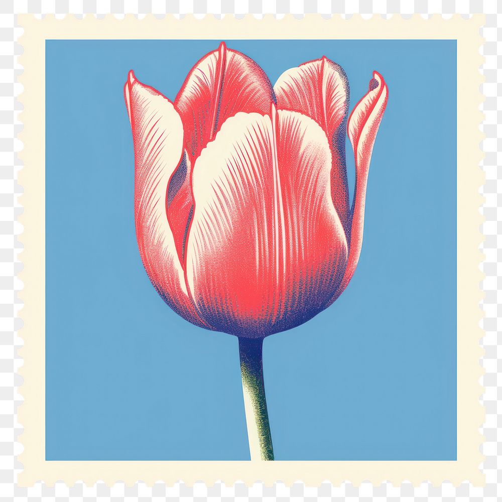PNG  Tulip Risograph style flower petal plant.
