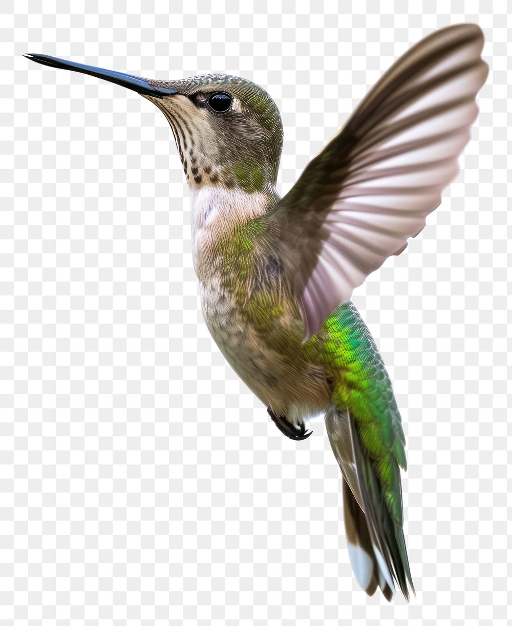 PNG Hummingbird animal beak white background.