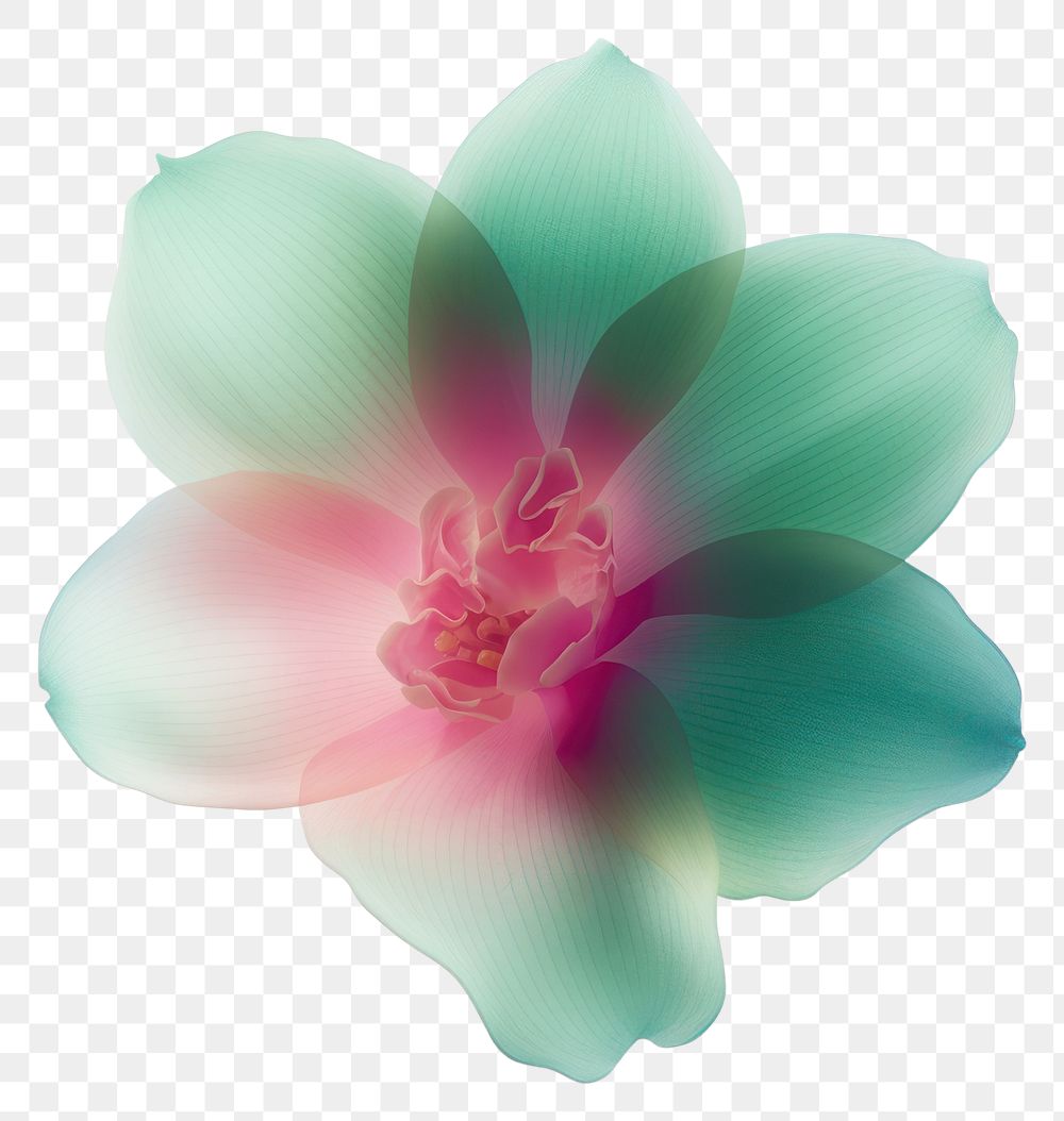 PNG  Abstract blurred gradient illustration Pink flower petal plant green.