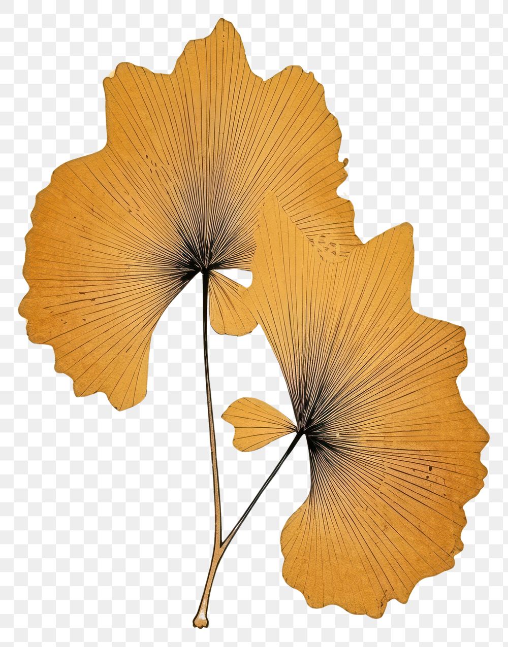 PNG Japanese wood block print illustration of ginkgo leaf flower plant art.
