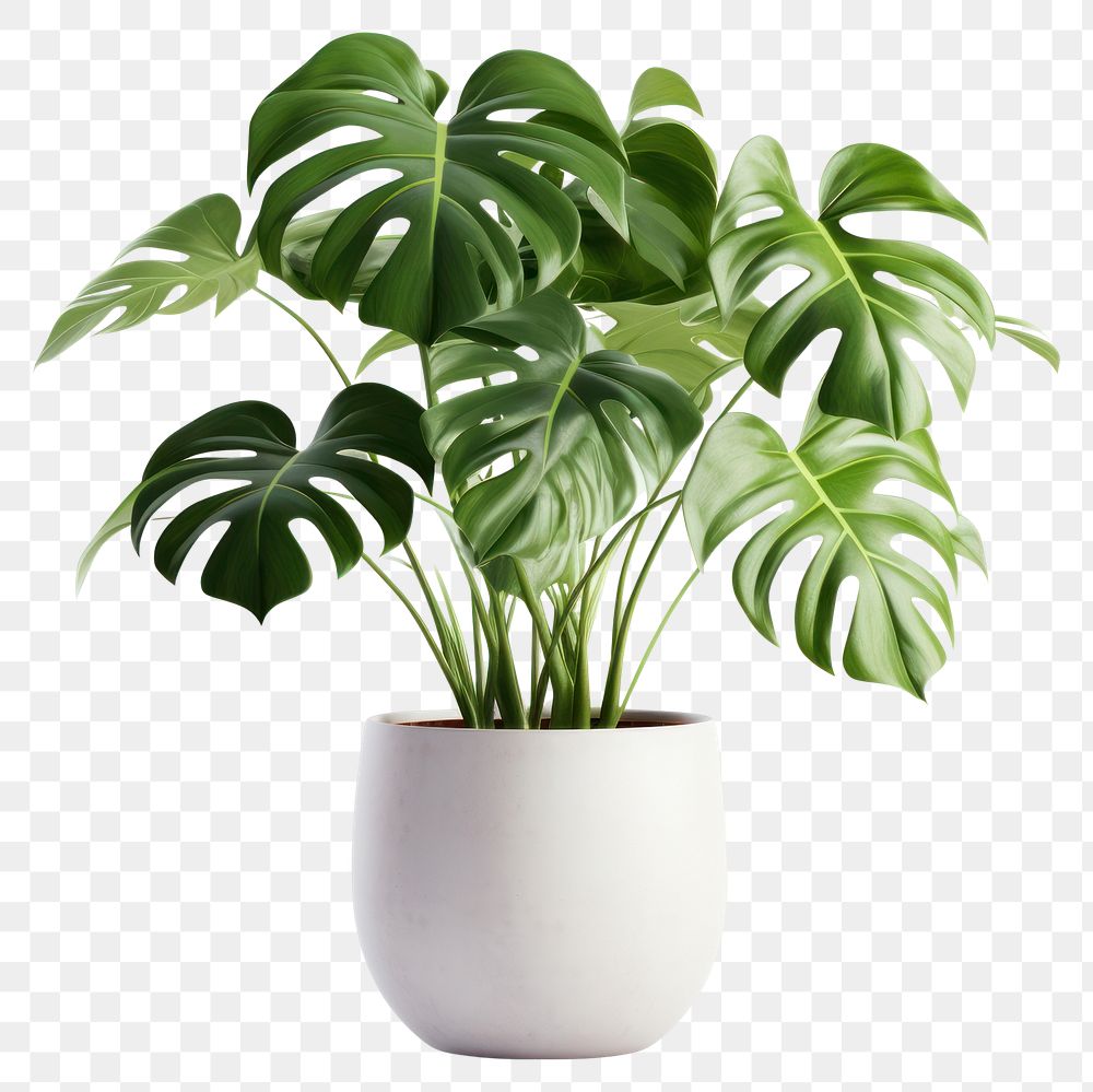 PNG Monstera plant leaf white background.