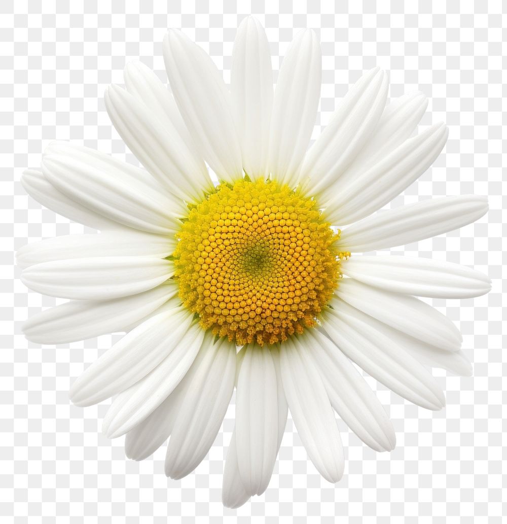 PNG One chamomile flower daisy petal.