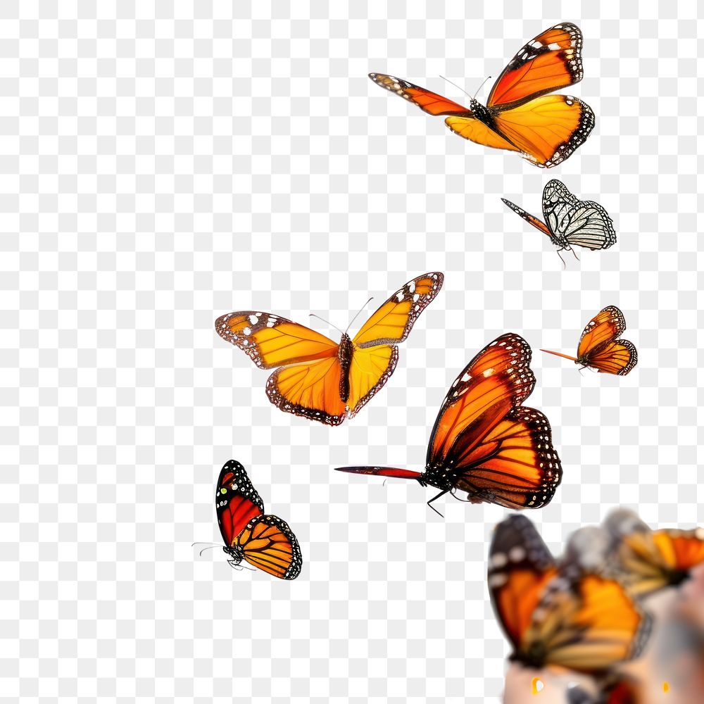 PNG Butterflies flying border butterfly animal insect.