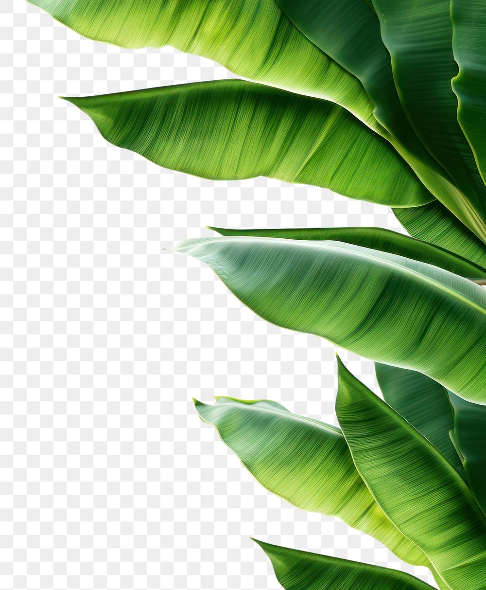 PNG  Banana leaves backgrounds outdoors nature.