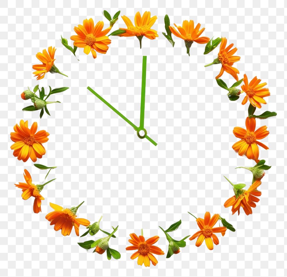 PNG Flat flower clock silhouette shape nature plant inflorescence.