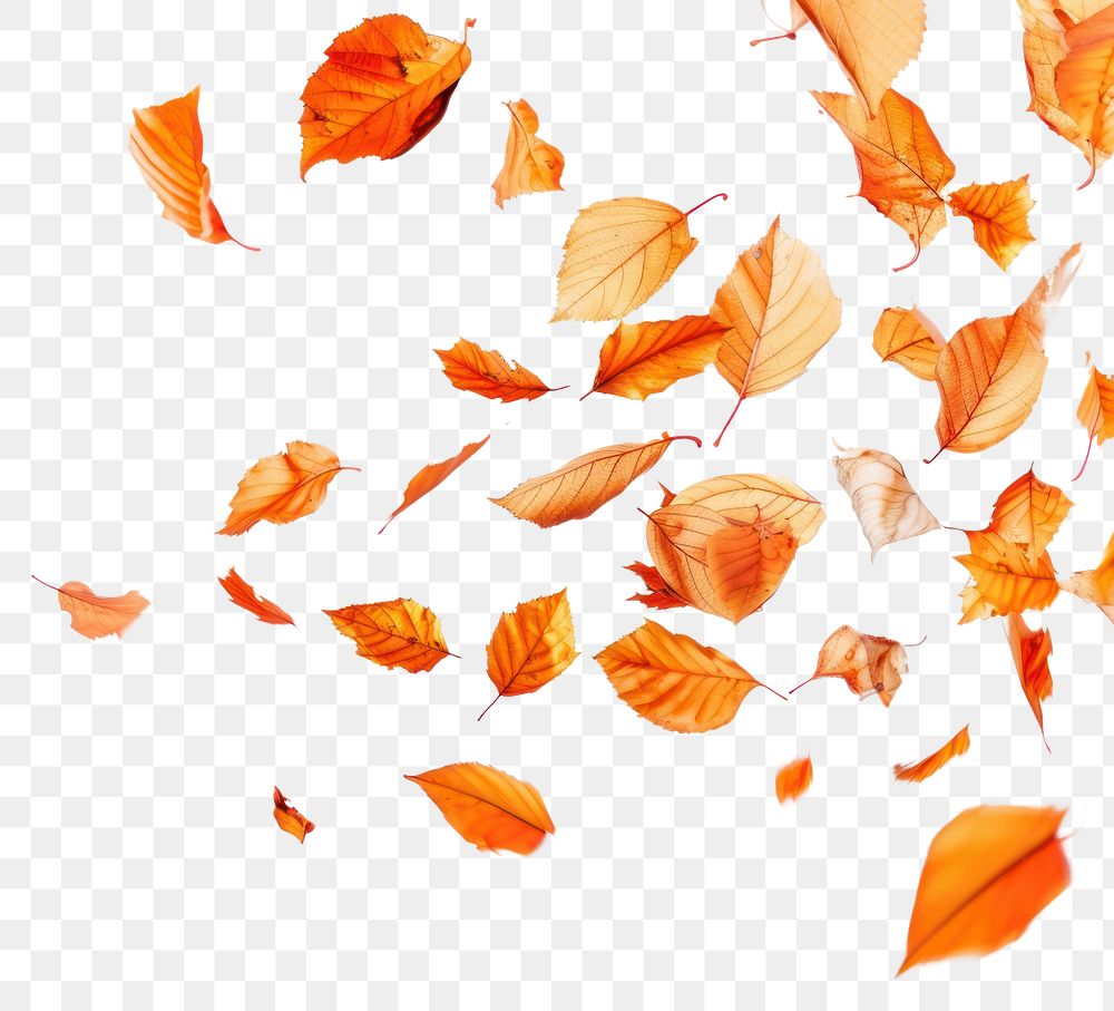 PNG Autumn leafs backgrounds falling autumn.
