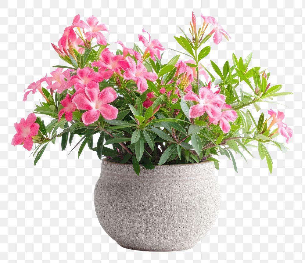 PNG  Nerium oleander en pot flower plant petal.