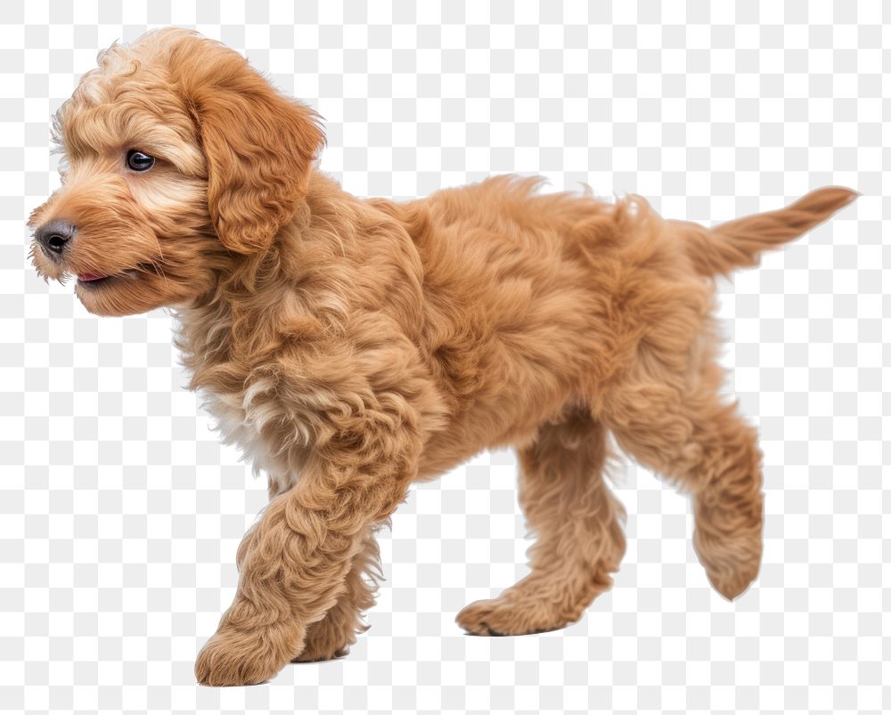 PNG  Labradoodle dog puppy animal mammal pet.