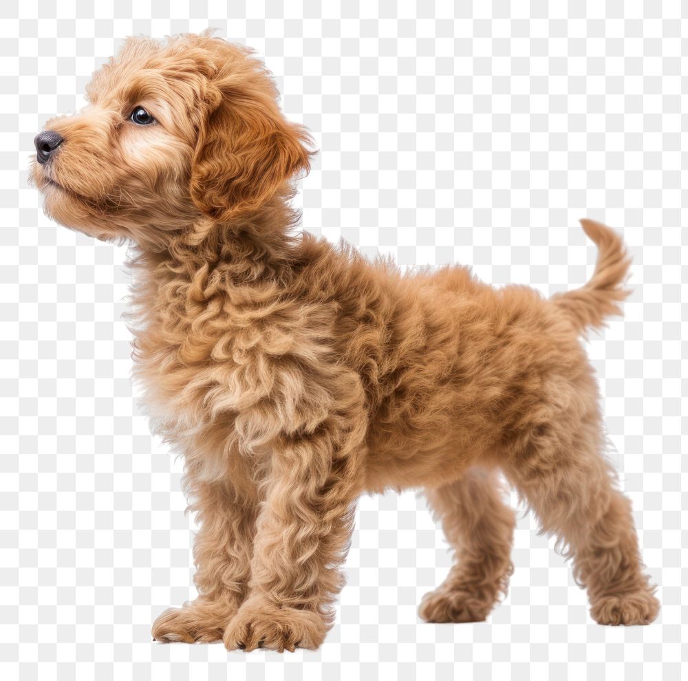 PNG  Labradoodle dog puppy mammal animal poodle.