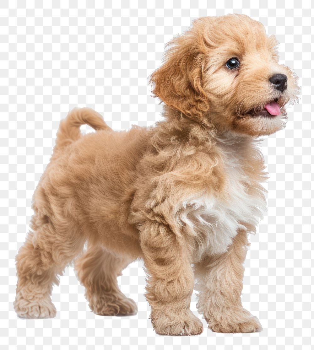 PNG  Labradoodle dog puppy mammal animal pet.