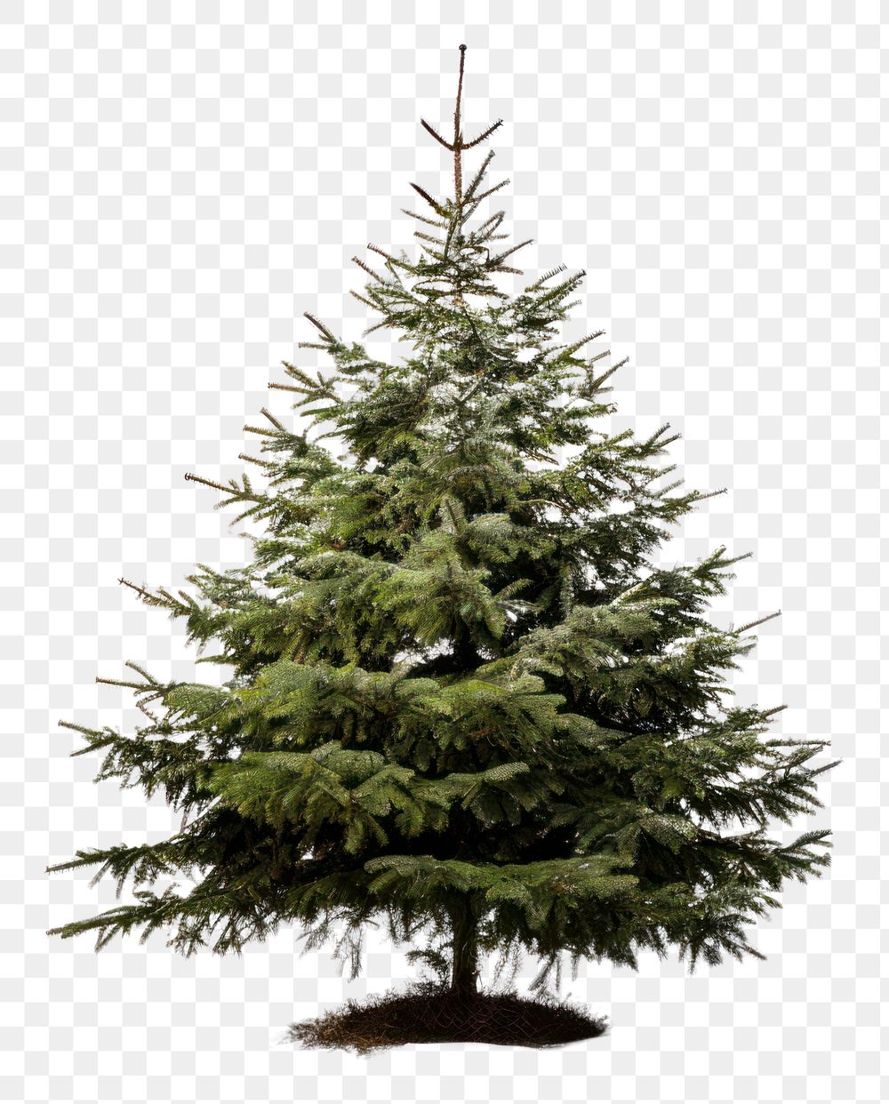 PNG  Christmas tree plant white pine.