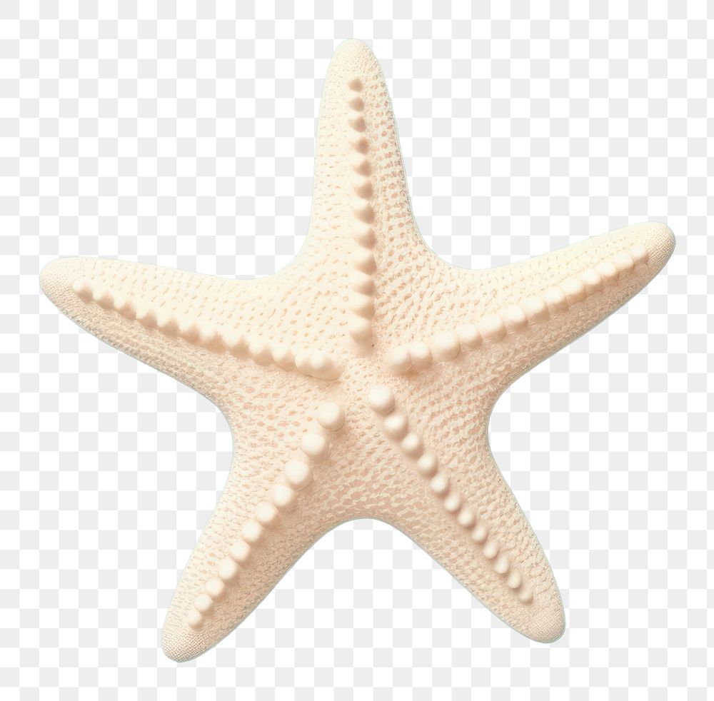 PNG Starfish invertebrate echinoderm marine.