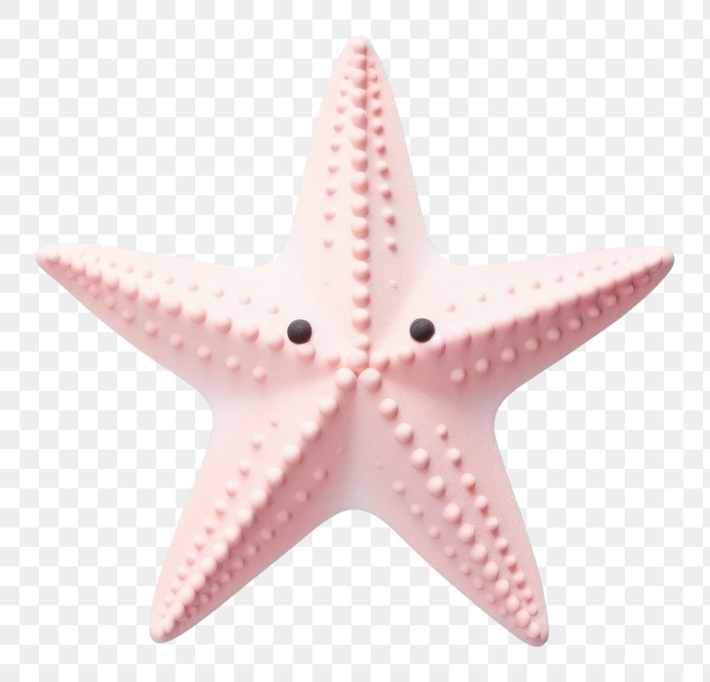 PNG Starfish animal invertebrate echinoderm.