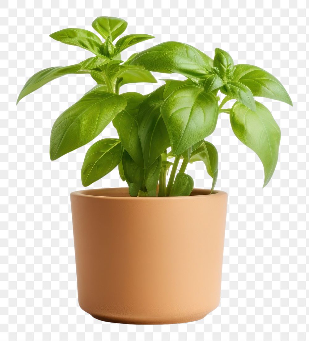 PNG Basil in a pot plant herbs leaf.
