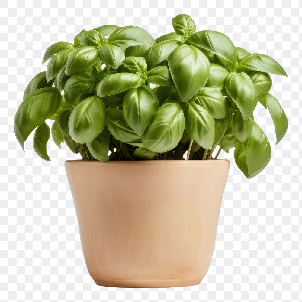 PNG Basil in a pot plant leaf white background.