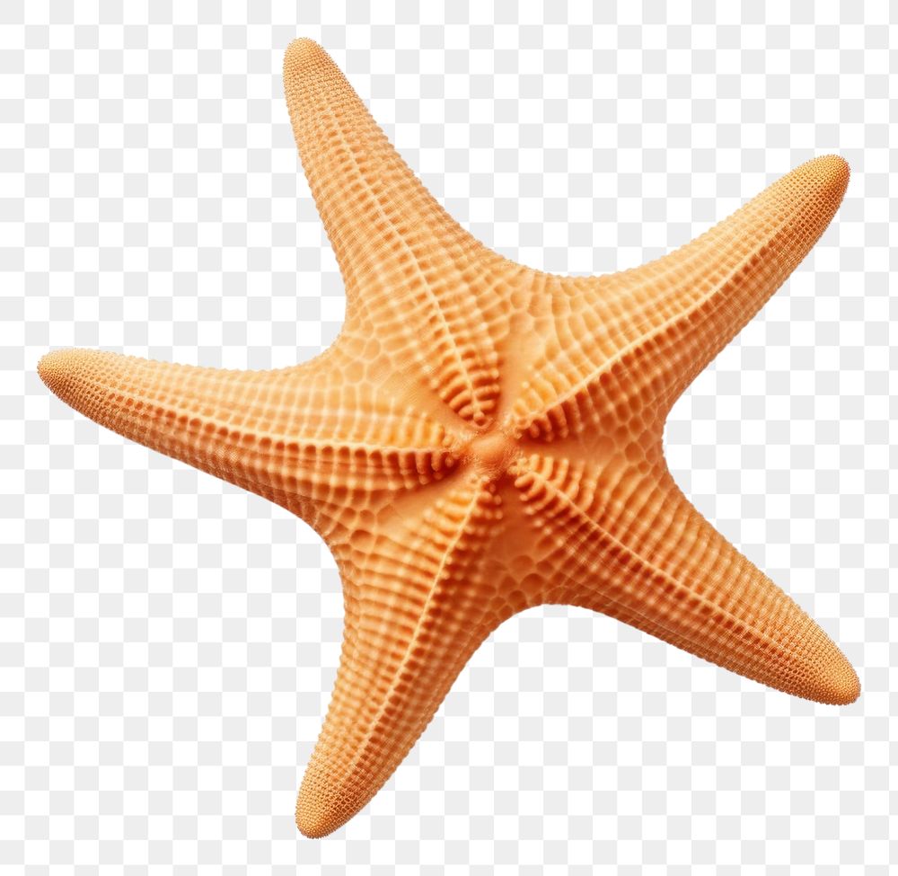 PNG Starfish invertebrate simplicity echinoderm.
