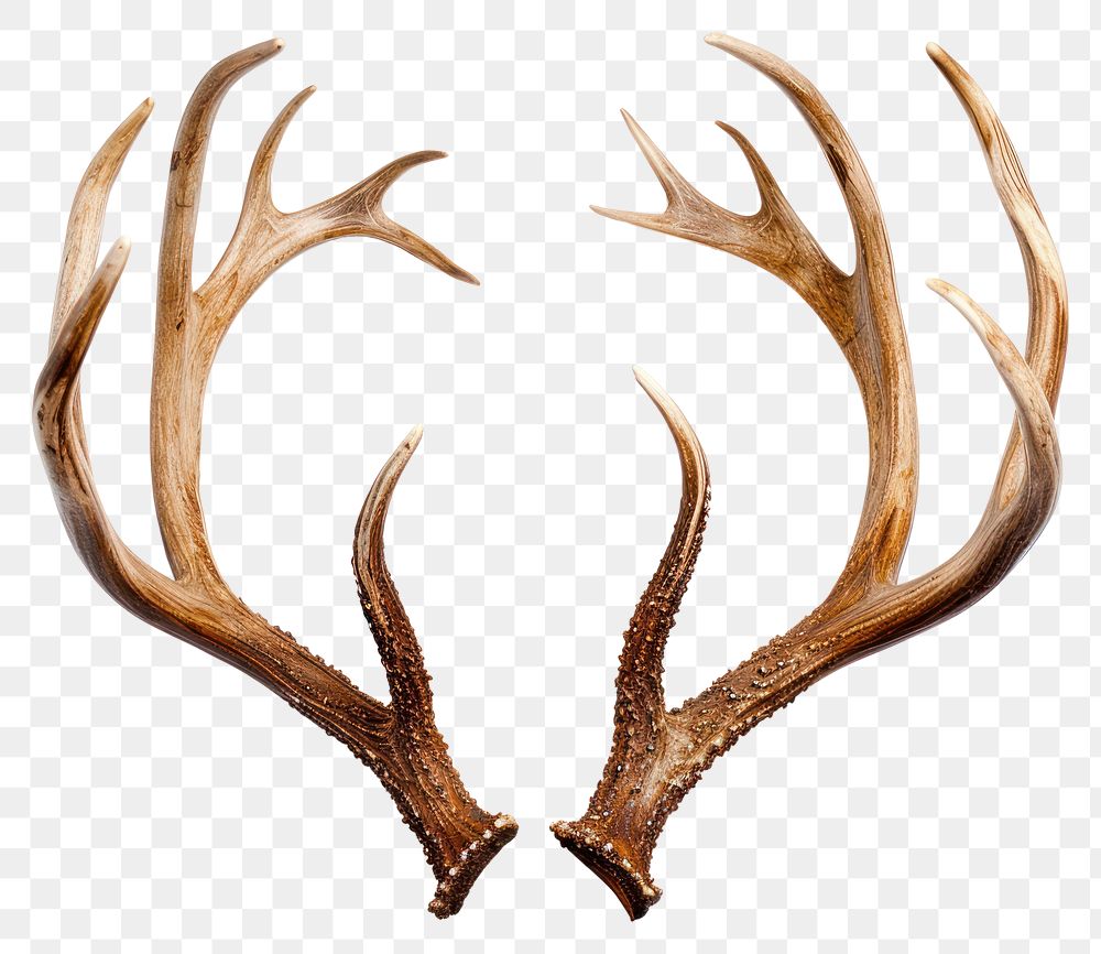 PNG Isolated WHitetail Deer Antlers antler animal white background.