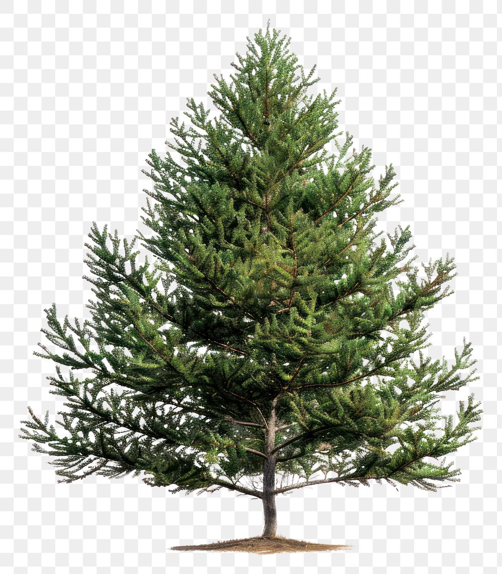PNG Pine plant tree fir.