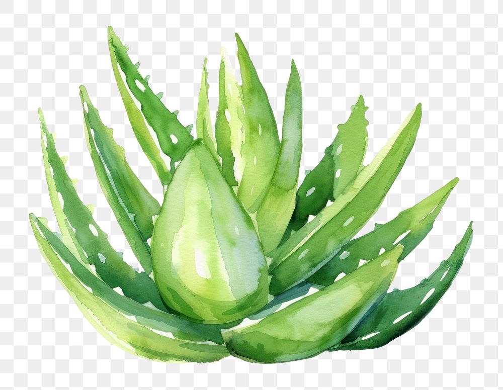 PNG Aloe vera plant food xanthorrhoeaceae.