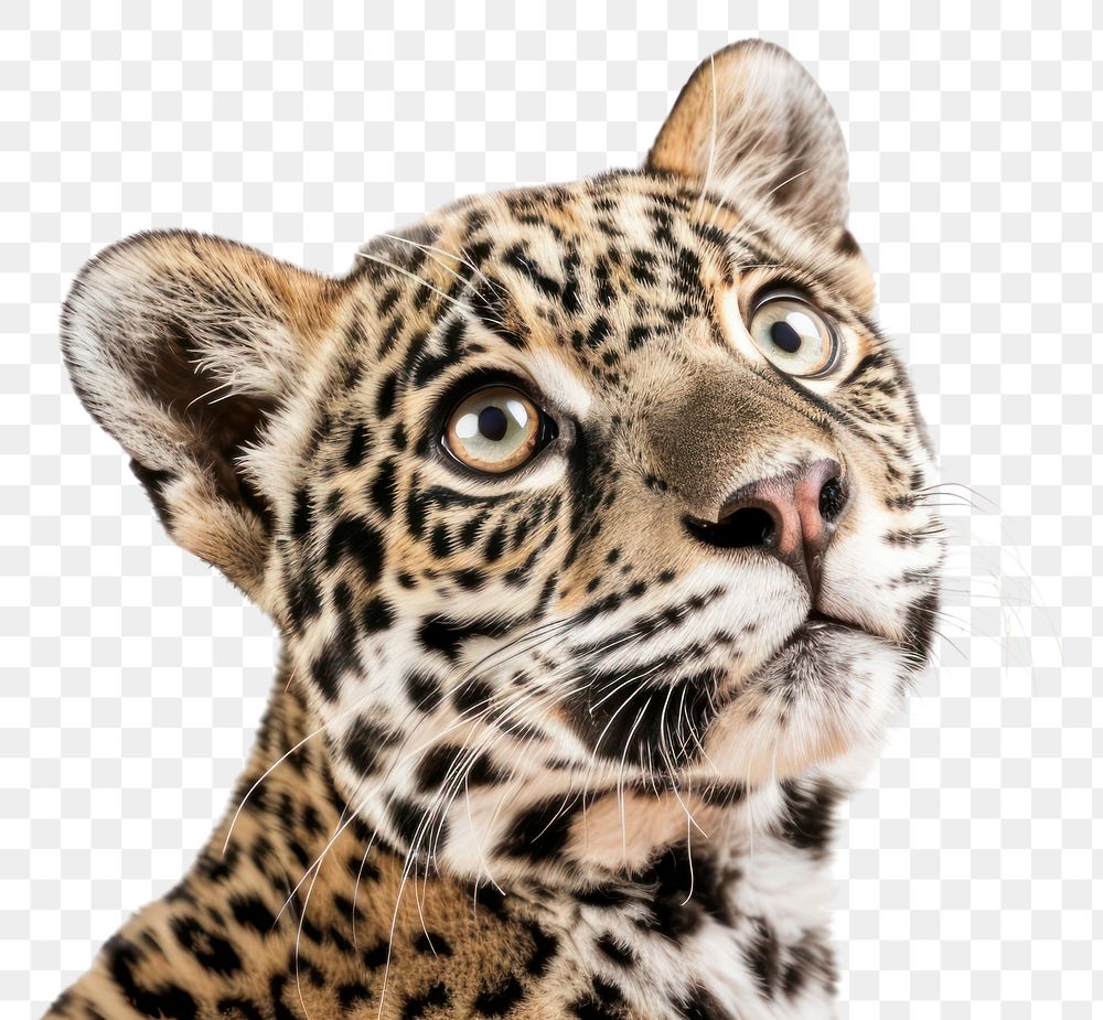 PNG  Jaguar animal looking confused wildlife leopard cheetah