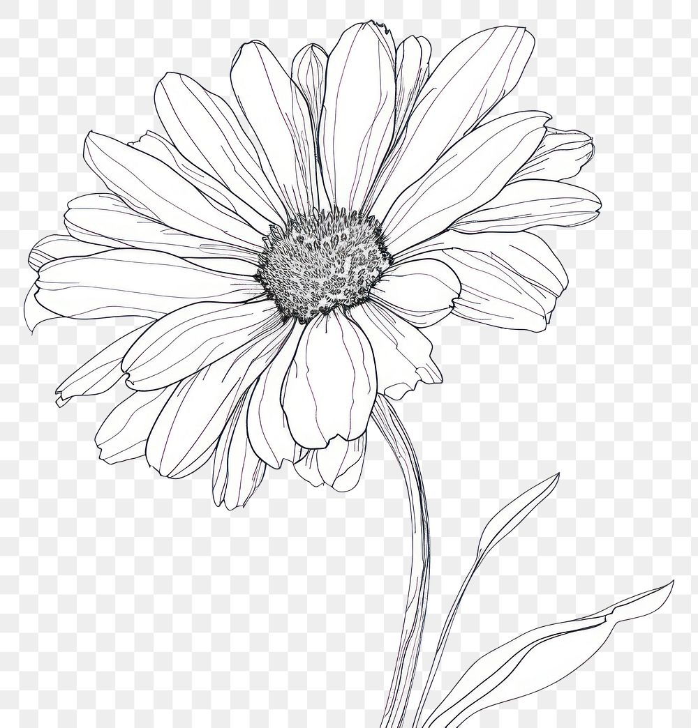 PNG Continuous line drawing daisy flower sketch plant white.