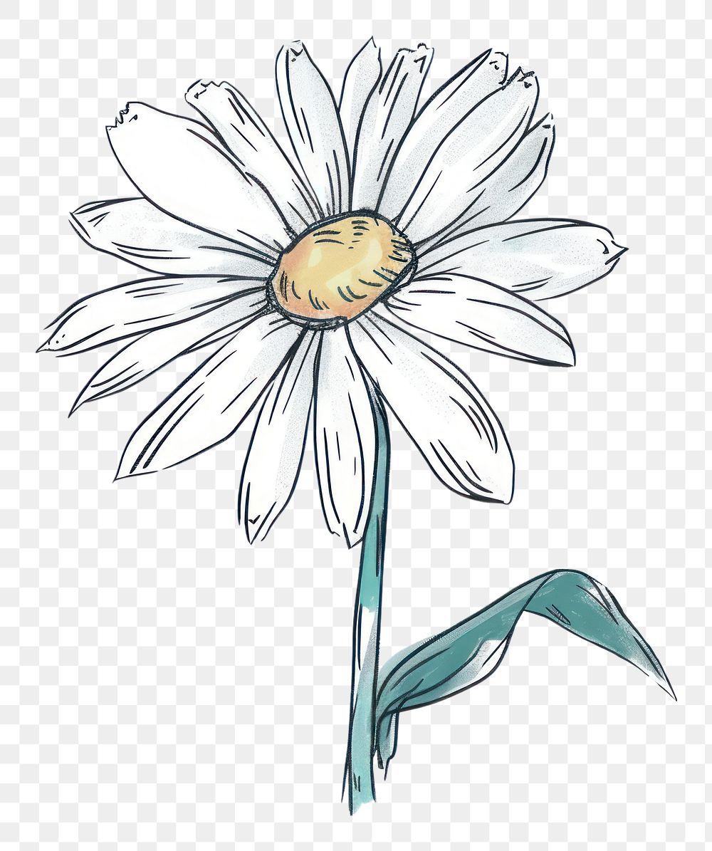 PNG Hand-drawn sketch daisy flower drawing plant white.
