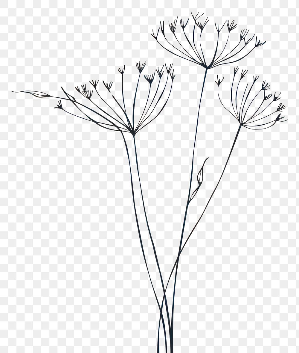 PNG Dandelion drawing flower sketch