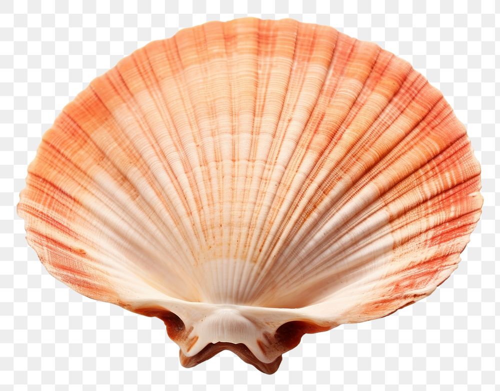 PNG  Opened scallop seashell seafood clam.