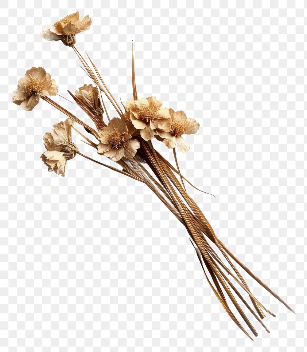 PNG Dried flower plant white background ingredient.