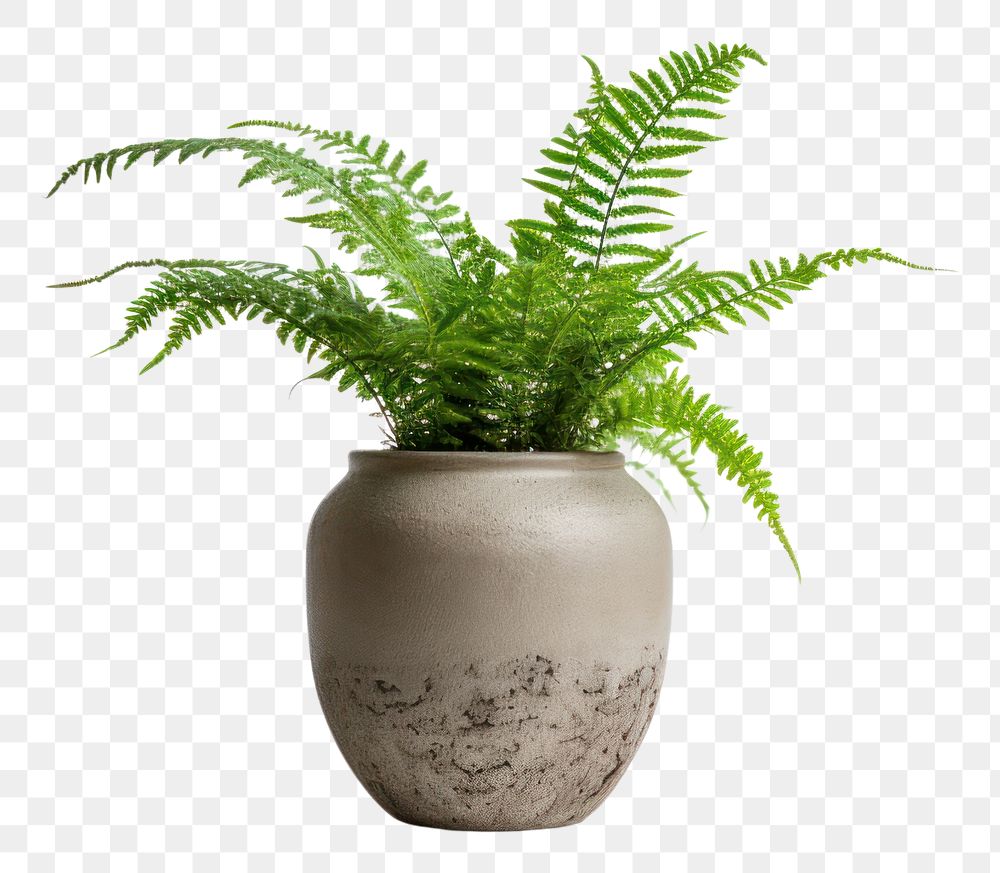 PNG Fern plant vase houseplant.