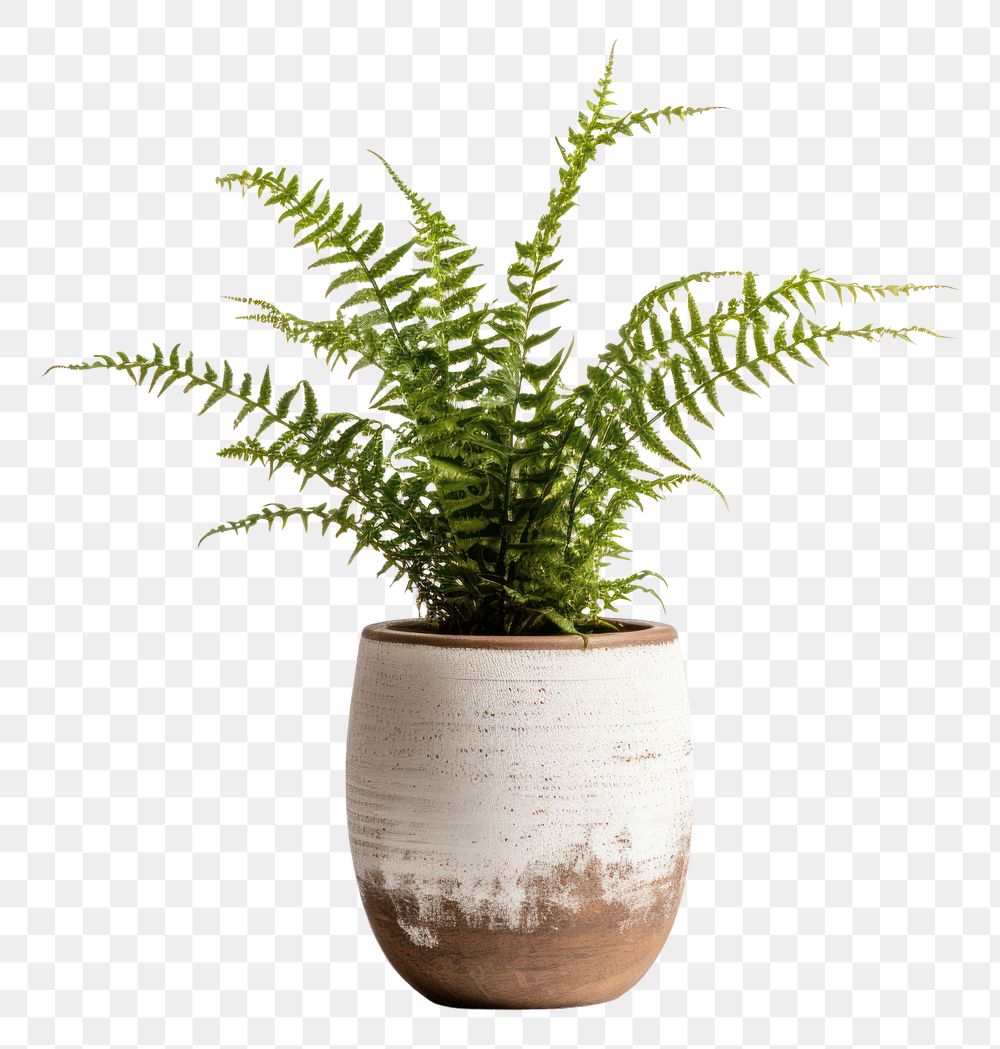 PNG Fern plant white background houseplant.