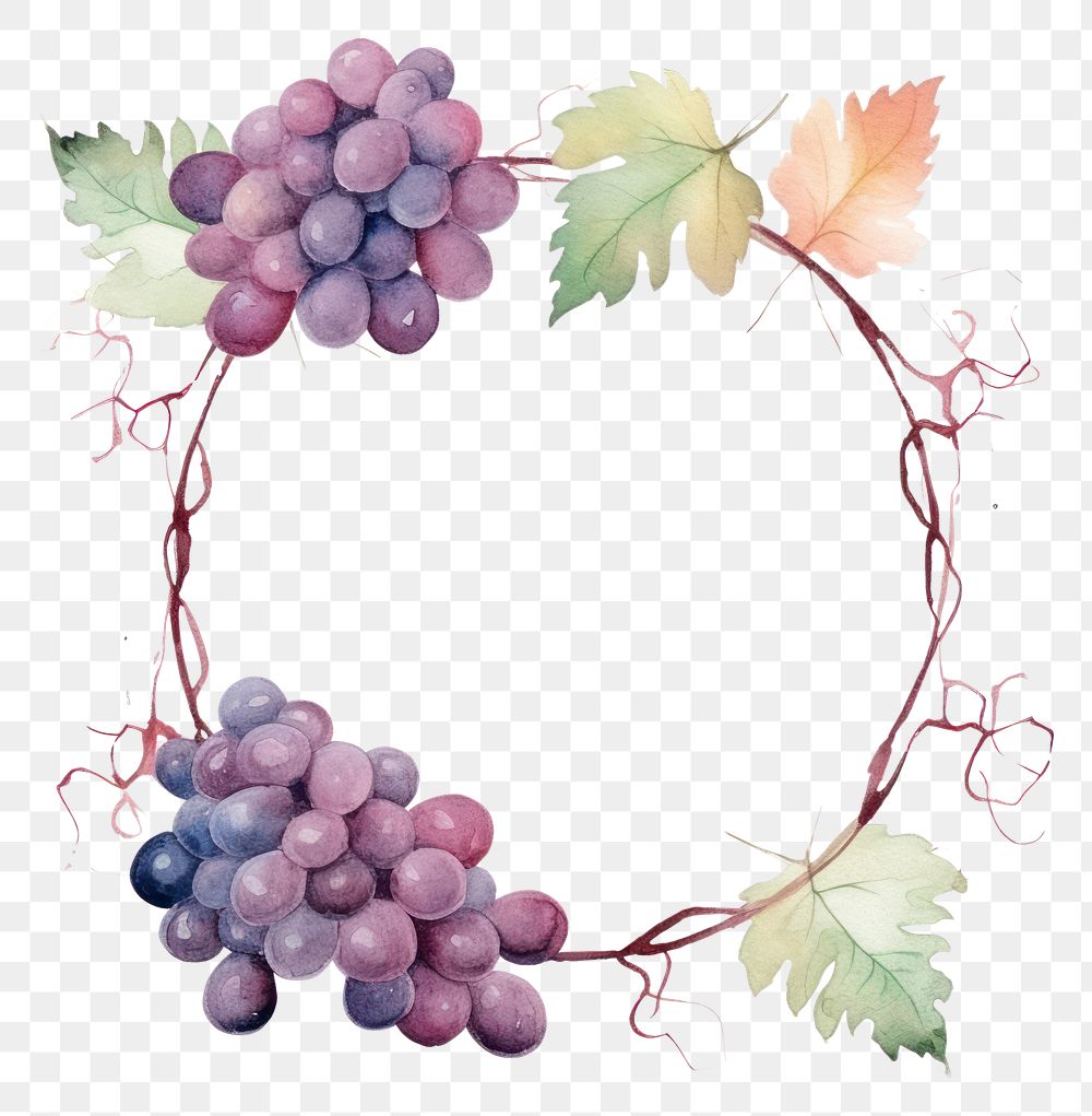 PNG Grapes plant food vine.