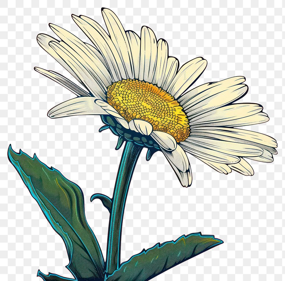 PNG Vector illustrated of a daisies flower sunflower plant daisy.
