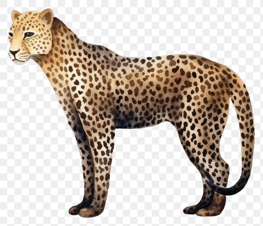 PNG Leopard wildlife cheetah mammal.