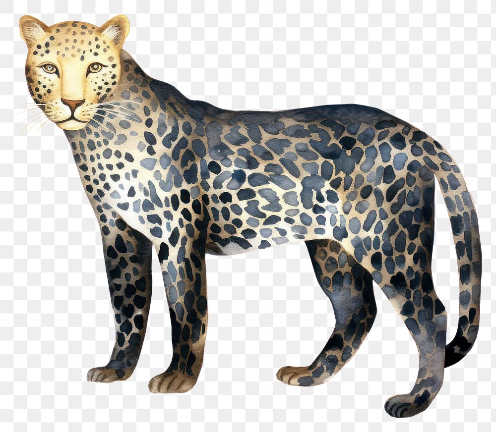 PNG Leopard wildlife cheetah animal