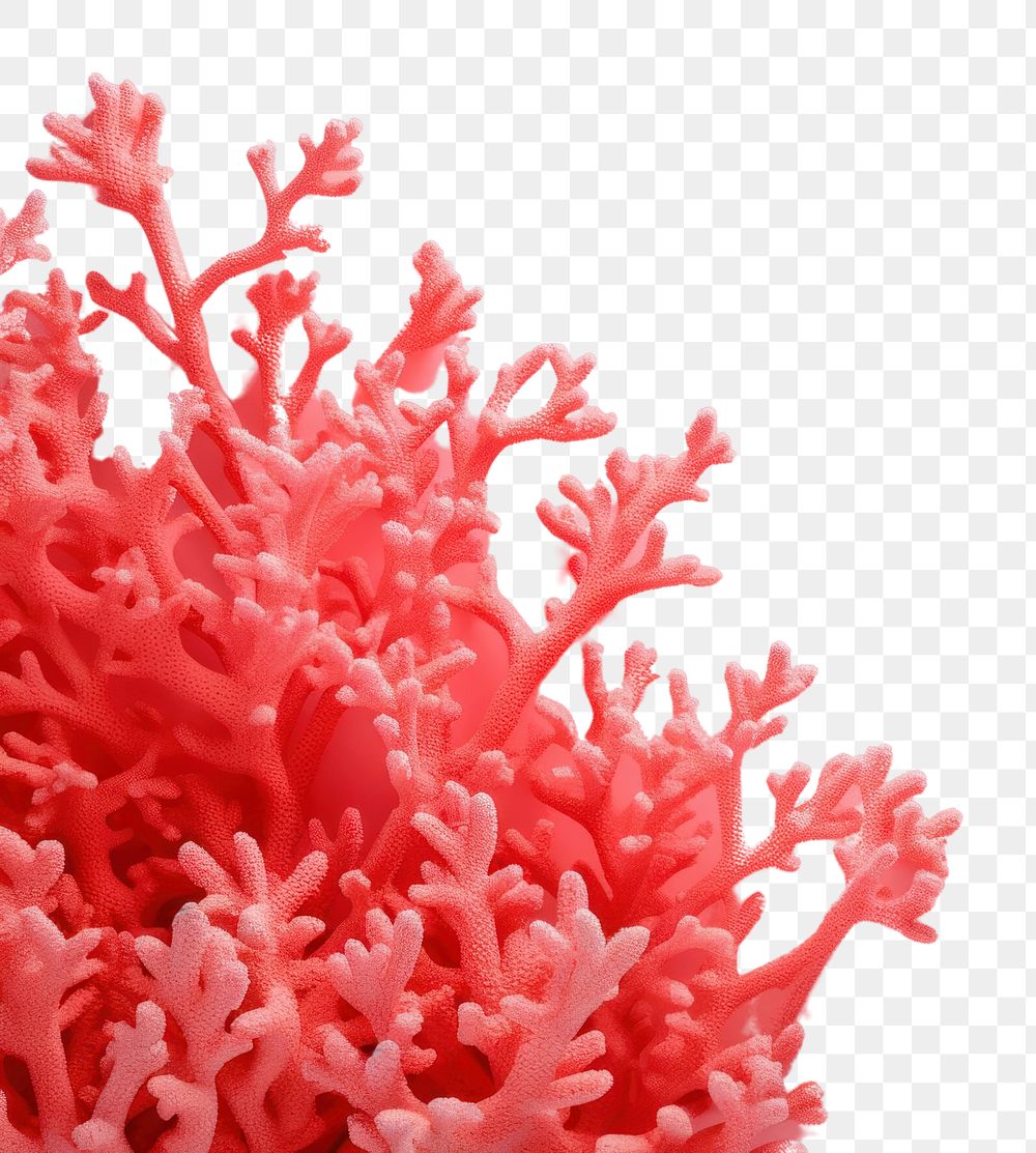 PNG Nature plant sea underwater.