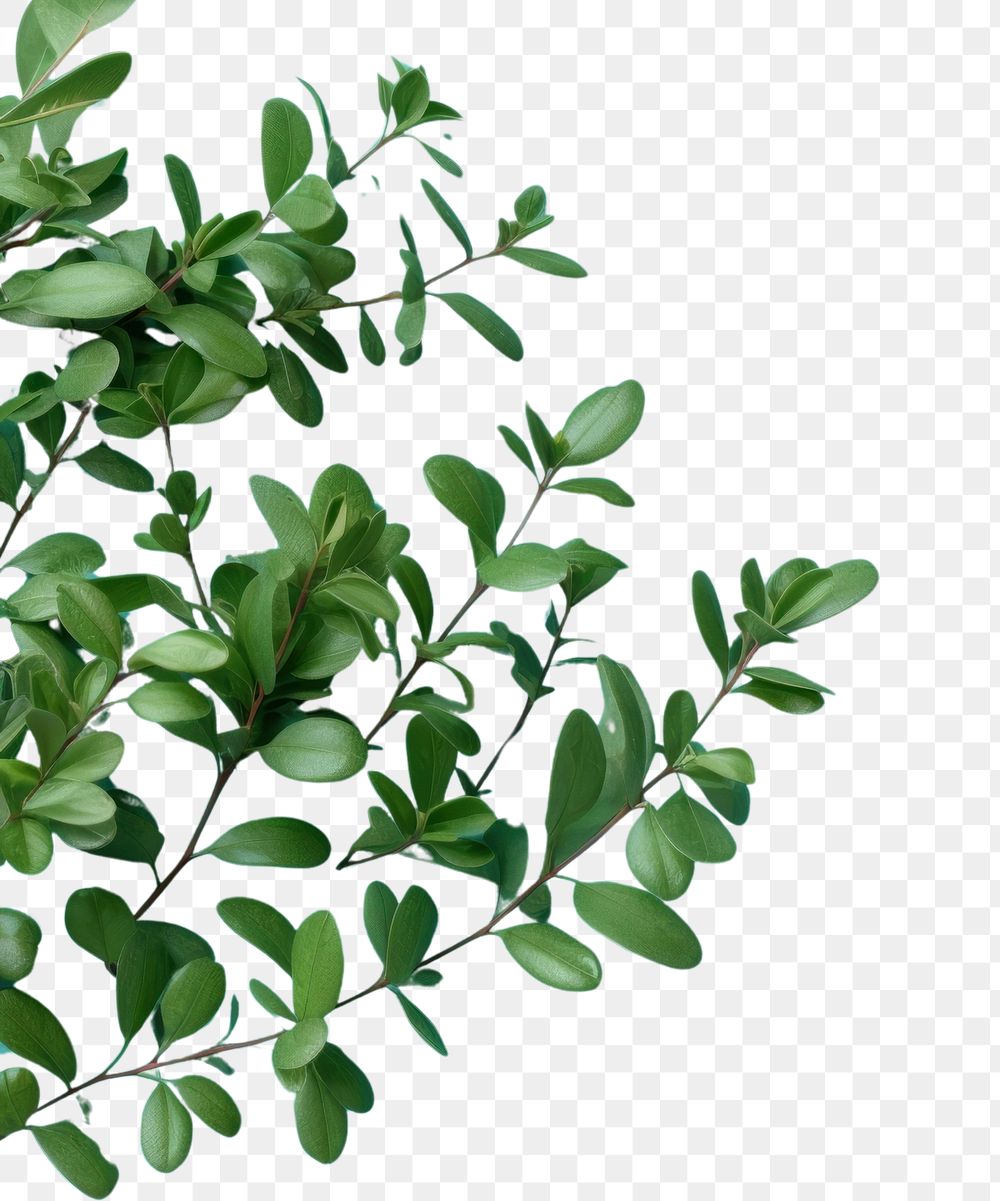 PNG Plant herbs leaf backgrounds.
