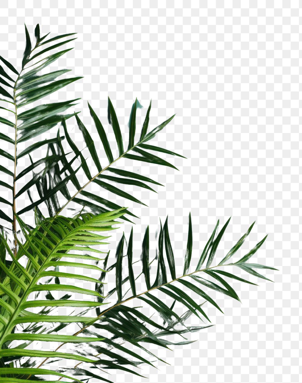 PNG Plant leaf fern tree