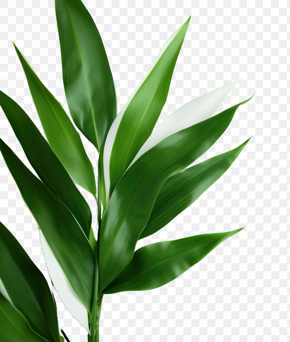 PNG Plant leaf backgrounds freshness.